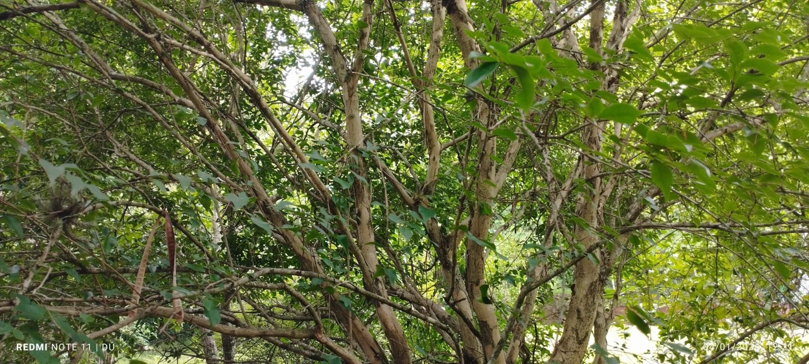 CHÁCARA À VENDA - Foto 3