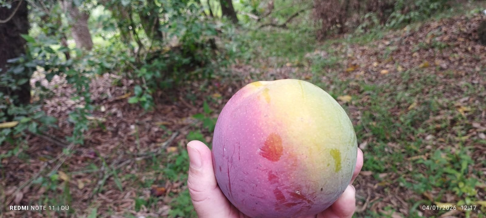 CHÁCARA À VENDA - Foto 6