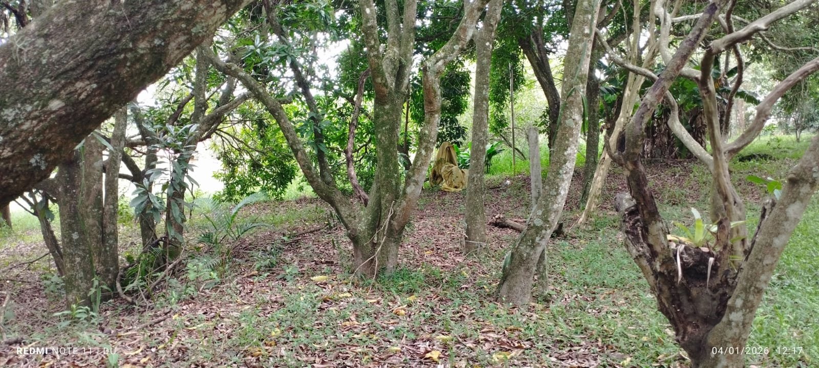 CHÁCARA À VENDA - Foto 7